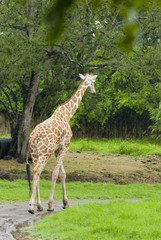 Naklejka na ściany i meble One giraffe under the rain safari auto park in Guatemala. Giraffa camelopardalis