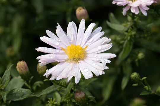 Macro of a flower with morning dew water droplets (focus stack)