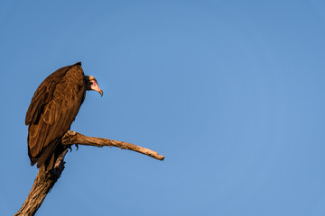 Vulture perched on a dead branch, vigilantly watching for food, against a blue sky background, Botswana, Africa
