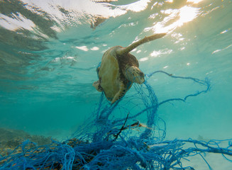 Green Sea turtle entangles on a discarded fishing net 