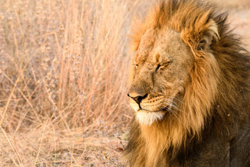 Obraz na płótnie Canvas Portrait of a male lion in the early morning sun, Botswana, Africa 