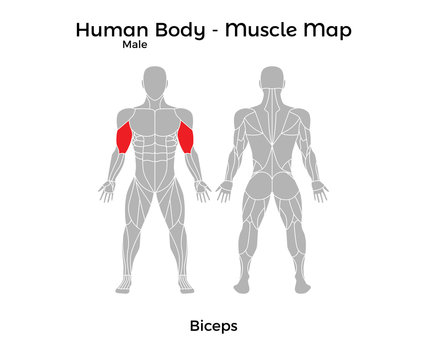 Male Human Body - Muscle map, Biceps. Vector Illustration - EPS10.