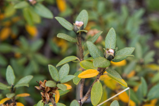 Fresh Rhododendron Adamsii. Sagan-Dale, Sagaan Dali, White Wing, Shandala. Medical tea growing in mountains of Siberia, Russia, Buryatia