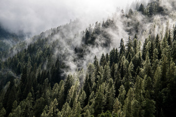 Nebbia tra gli alberi