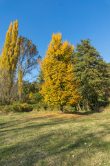 Autumn Landscape with yellow tree near Pancharevo lake, Sofia city Region, Bulgaria