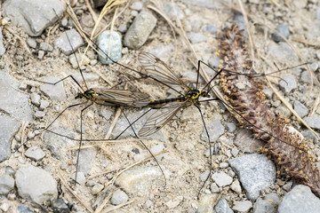 Two Crane Flies (Nephrotoma Spec.) in Copula from above I