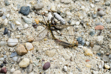 Two Crane Flies (Nephrotoma Spec.) in Copula from above II