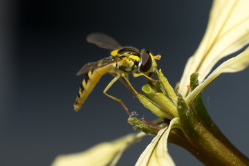 Hoverfly (Syrphidae,) on arugula flower (Eruca sativa)