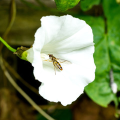 Marmalade Hoverfly (Episyrphus balteatus) inside hedge bindweed  flower (Calystegia sepium)
