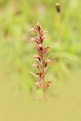 Orchidaceae. The wild nature of the Czech Republic. A rare plant of wild nature. Plant in the grass. Beautiful picture. Spring nature.