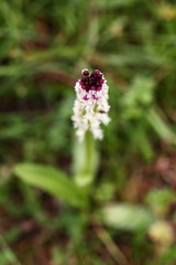 Orchidaceae. The wild nature of the Czech Republic. A rare plant of wild nature. Plant in the grass. Beautiful picture. Spring nature.