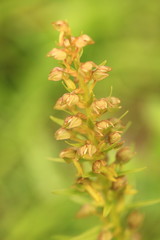 Orchidaceae. The wild nature of the Czech Republic. A rare plant of wild nature. Plant in the grass. Beautiful picture. Spring nature.
