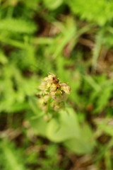 Orchidaceae. The wild nature of the Czech Republic. A rare plant of wild nature. Plant in the grass. Beautiful picture. Spring nature.