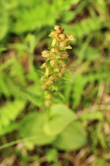 Orchidaceae. The wild nature of the Czech Republic. A rare plant of wild nature. Plant in the grass. Beautiful picture. Spring nature.