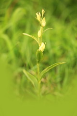 Orchidaceae. The wild nature of the Czech Republic. A rare plant of wild nature. Plant in the grass. Beautiful picture. Spring nature.