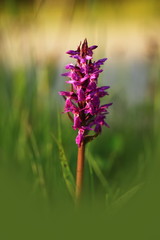 Obraz premium Orchidaceae. The wild nature of the Czech Republic. A rare plant of wild nature. Plant in the grass. Beautiful picture. Spring nature.