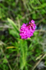 Orchidaceae. The wild nature of the Czech Republic. A rare plant of wild nature. Plant in the grass. Beautiful picture. Spring nature.