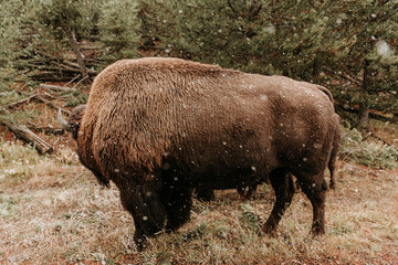 American Bison Buffalo Grazing in Yellowstone National Park