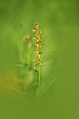 Orchidaceae. The wild nature of the Czech Republic. A rare plant of wild nature. Plant in the grass. Beautiful picture. Spring nature.