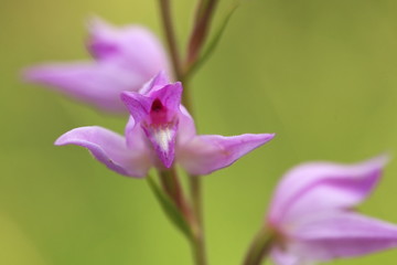 Orchidaceae. The wild nature of the Czech Republic. A rare plant of wild nature. Plant in the grass. Beautiful picture. Spring nature.