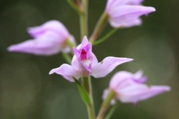 Orchidaceae. The wild nature of the Czech Republic. A rare plant of wild nature. Plant in the grass. Beautiful picture. Spring nature.