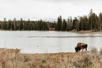 Solitary American bison buffalo drinking water in scenic mountain lake landscape in Yellowstone National Park, Wyoming.