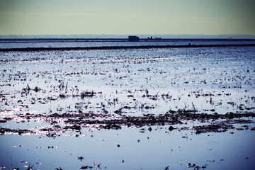 Landscape of marsh full of water at sunrise