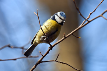 Bird blue tit on a branch closeup