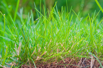 Growing green young grass