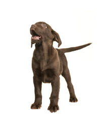 Chocolate labrador retriever puppy standing and looking up isolated on a white background