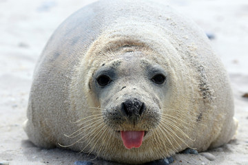 Zunge raus und entspannen: Robbe am Strand