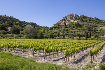 Fototapeta na wymiar Champ de vignes avec en arrière-plan le village de Gordes, labellisé Plus Beaux Villages de France