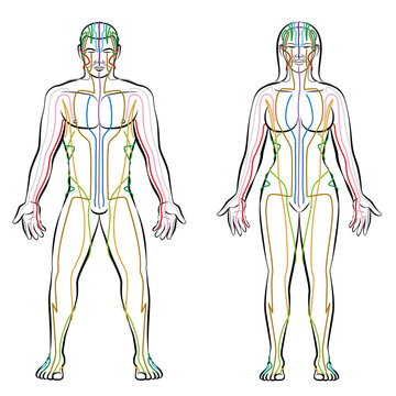 Meridian system - colored meridians of male and female body - alternative therapy tcm treatment infographic - isolated vector illustration on white background.