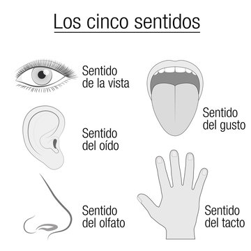 Five senses chart with sensory organs eye, ear, tongue, nose and hand and appropriate designation sight, hearing, taste, smell and touch in SPANISH LANGUAGE - schematic isolated vector illustration.