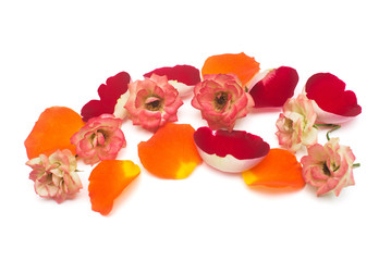 A beautiful flowers variety spray roses Rumba with petals isolated on white background. Wedding...
