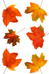 Collection of maple leaves