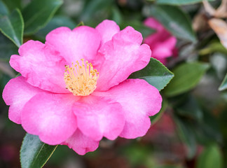 Pale pink and yellow flower in macro