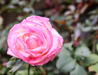 Pale pink rose in macro