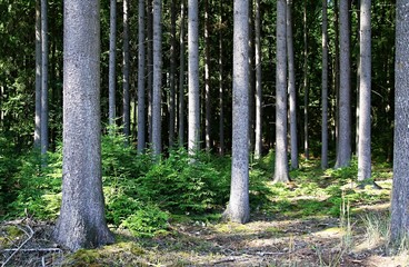 trees in the forest