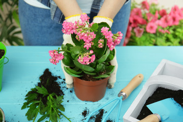 Woman planting flower in pot on wooden table