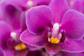 purple mini orchid on a black background