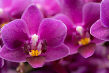 Naklejka na ściany i meble purple mini orchid on a black background