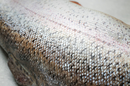 Raw rainbow trout, closeup