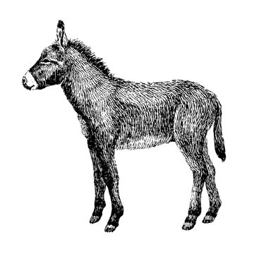 Donkey sketch style. Hand drawn illustration of beautiful black and white animal. Line art drawing in vintage style. Realistic image.
