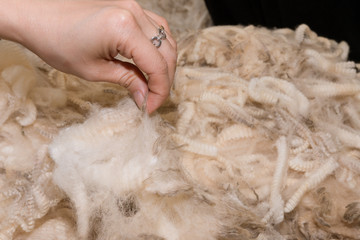 Merino wool in woman's hand