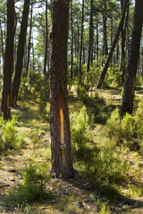 Fototapeta premium Forêt de pins maritimes