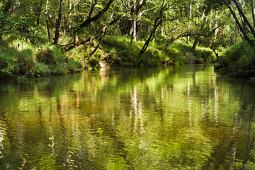 rivière dans la forêt