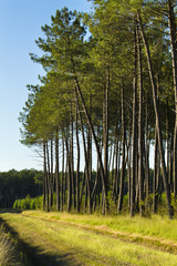 Forêt de pins maritimes