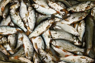 fresh fish just been caught from the sea