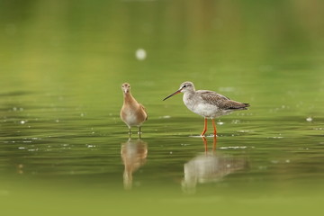 Charadrii. Wild nature of Czech. Free nature. Bird in the water. Wildlife photography. A beautiful picture of bird life.